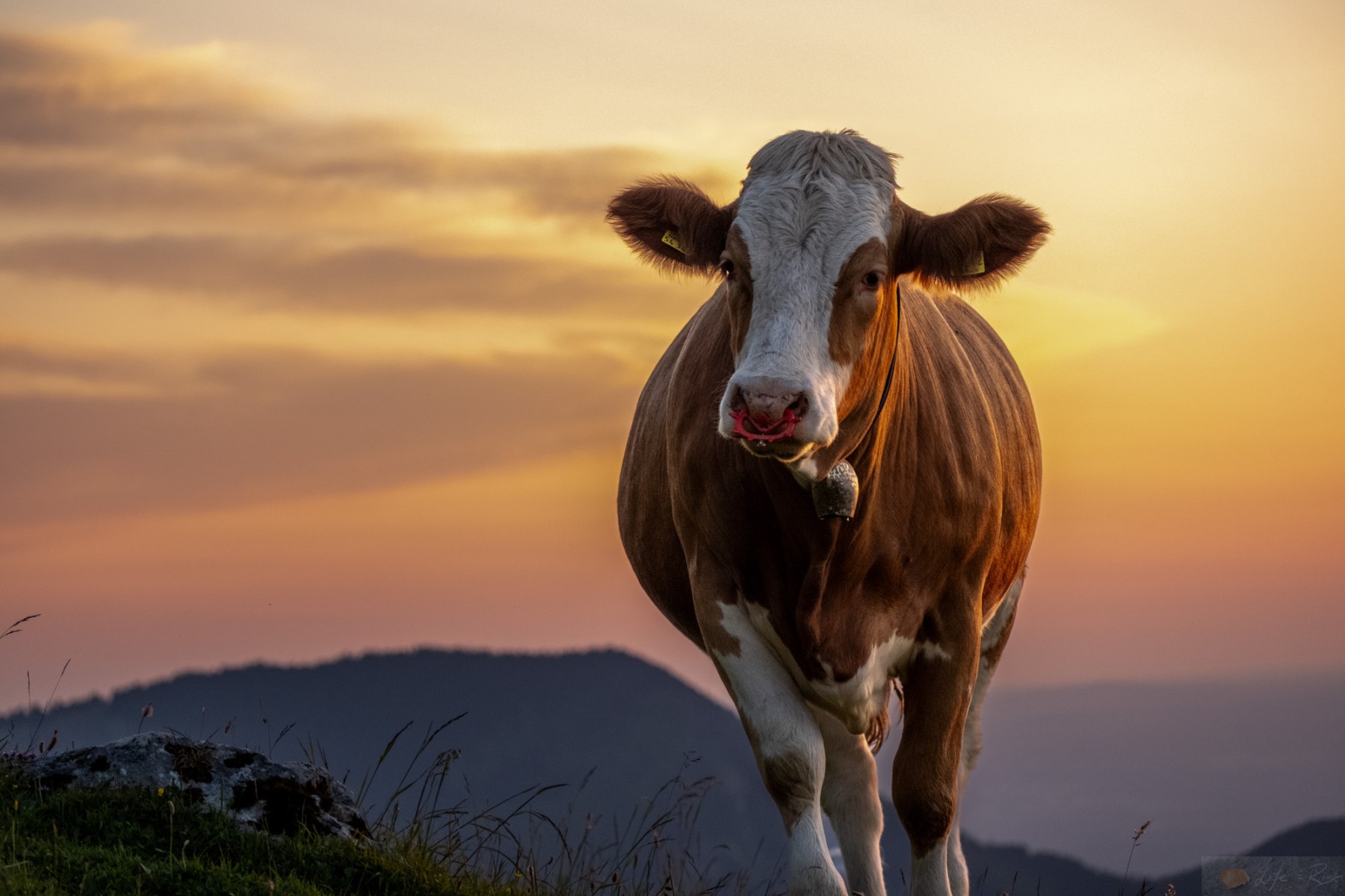 21.06.2025: Sonnwendfeuer