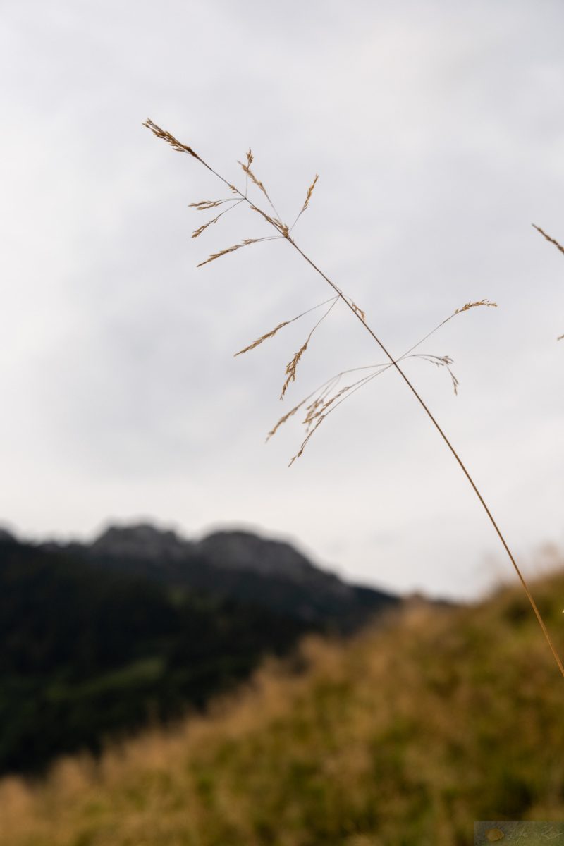 28.08.2025: Haindorfer Berg